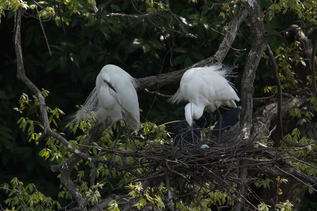 サギのコロニ-の様子