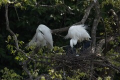 サギのコロニ-の様子