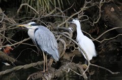 家の近くの池の状況