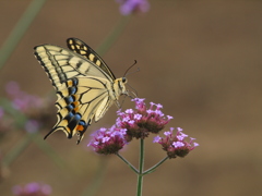 シングルグラス試写と比較して下さい