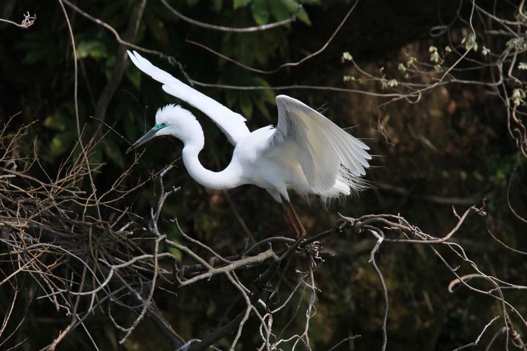 サギのコロニ-の様子
