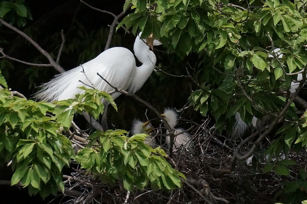 ダイサギ　孵化しました