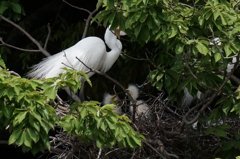 ダイサギ　孵化しました