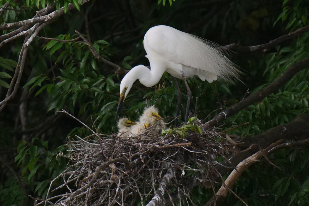 サギのコロニ-の様子
