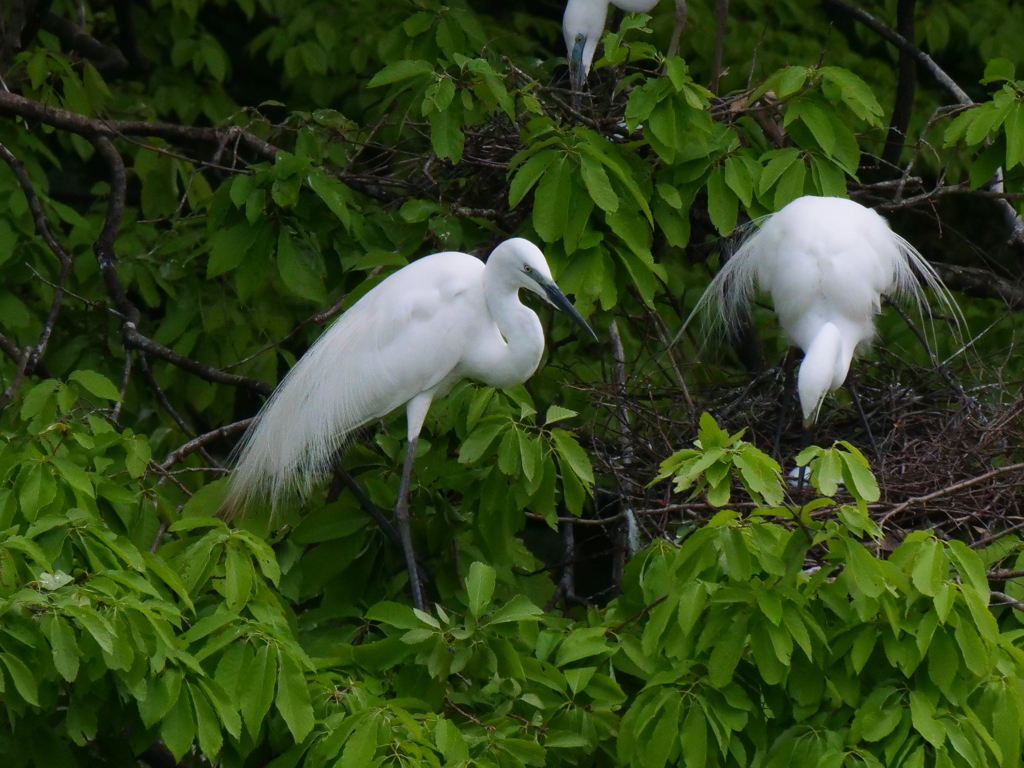 サギのコロニ-の様子