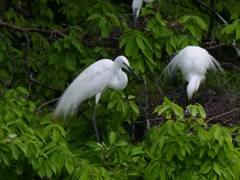 サギのコロニ-の様子