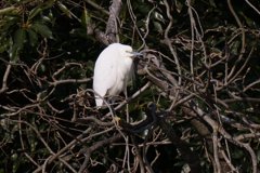 サギのコロニ-の様子