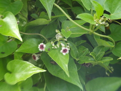 LENSBABY 試写