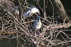 サギのコロニ-の様子