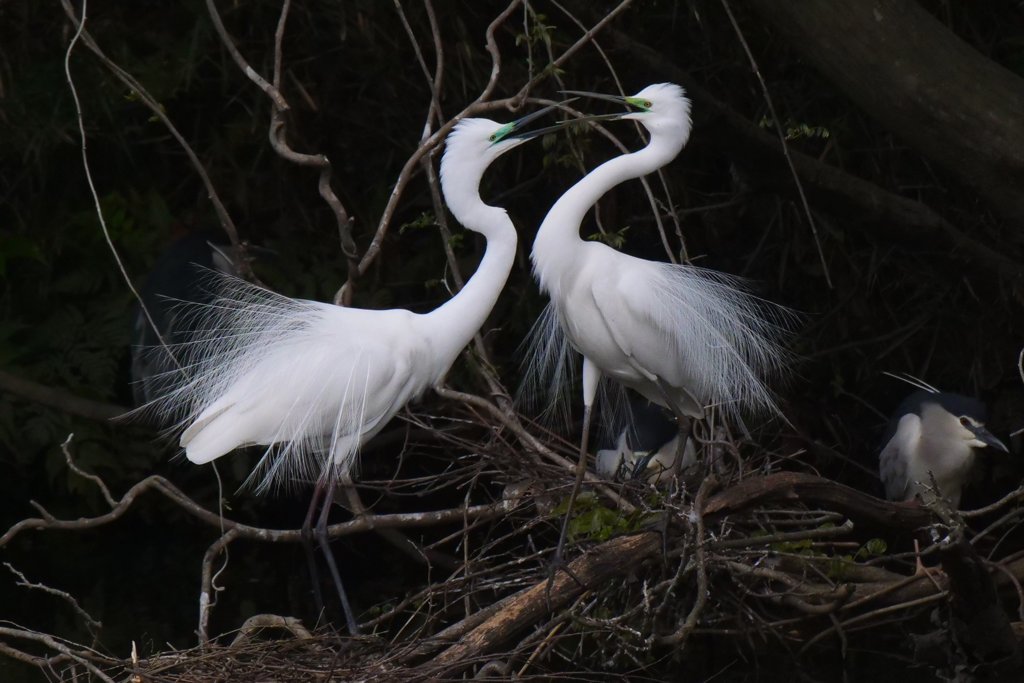 サギのコロニ-の様子