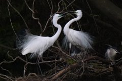 サギのコロニ-の様子