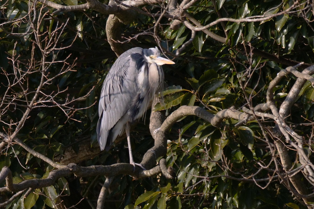 サギのコロニ-の様子