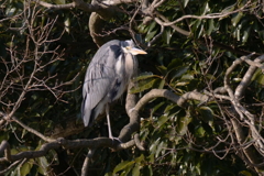 サギのコロニ-の様子