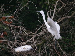 サギのコロニ-の様子