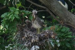 サギのコロニ-の様子