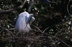 サギのコロニ-の様子