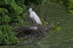 サギのコロニ-の様子