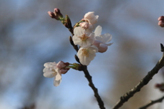 家の近くの桜