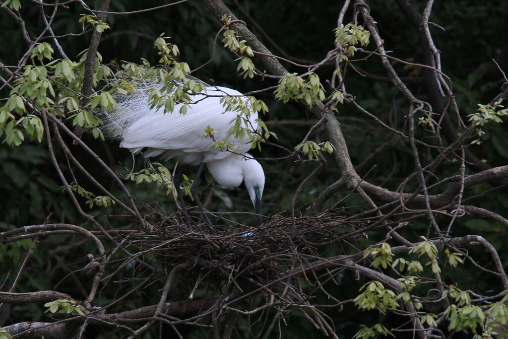 サギのコロニ-の様子
