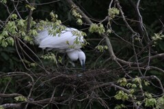 サギのコロニ-の様子