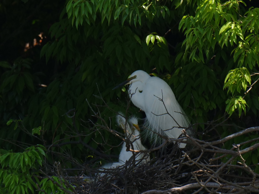 サギのコロニ-の様子