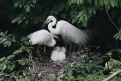 サギのコロニ-の様子