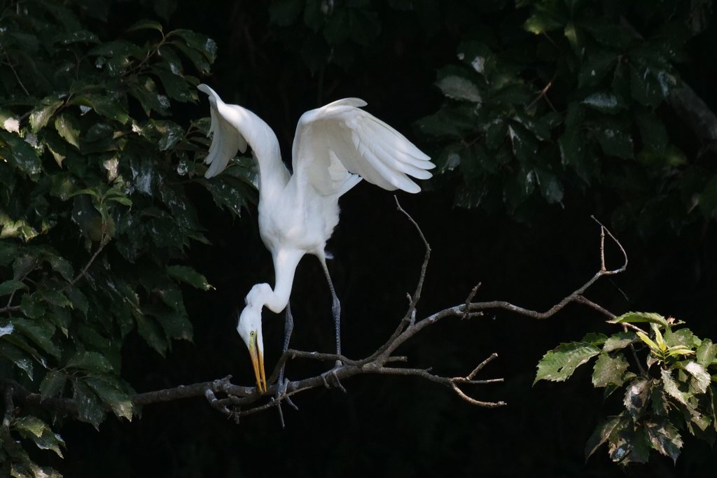 サギのコロニ-の様子