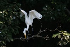 サギのコロニ-の様子