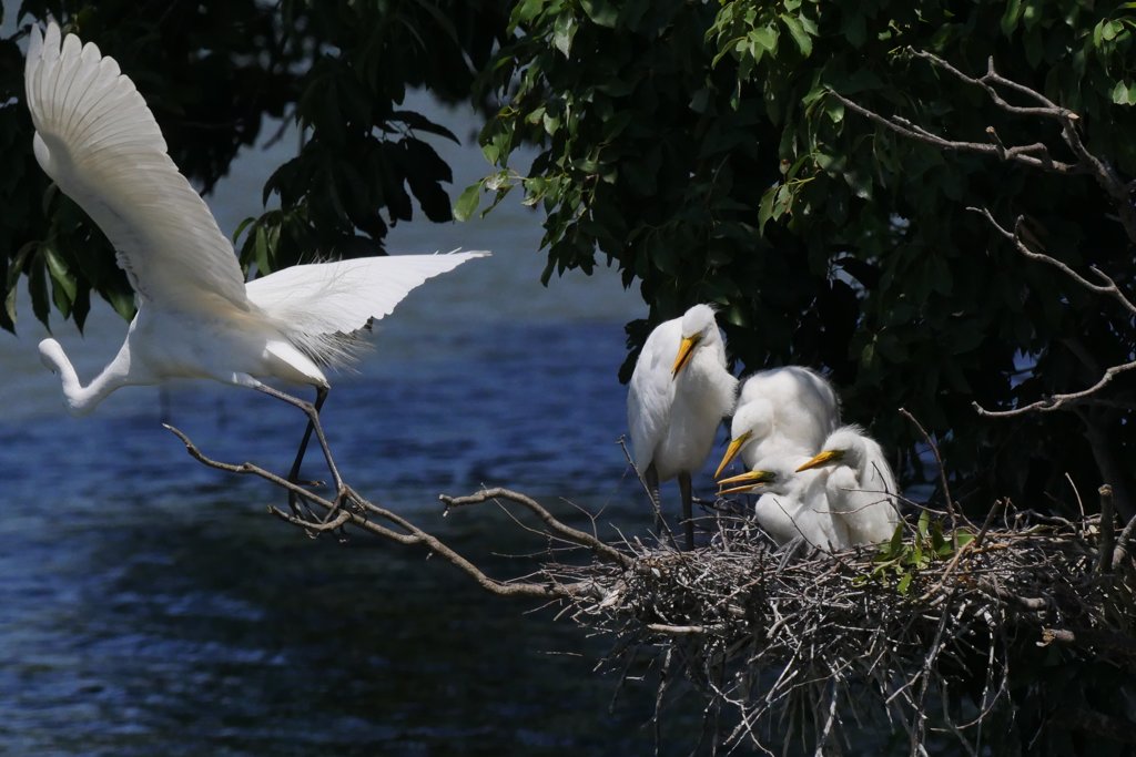 サギのコロニ-の様子