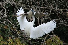 サギのコロニ-の様子