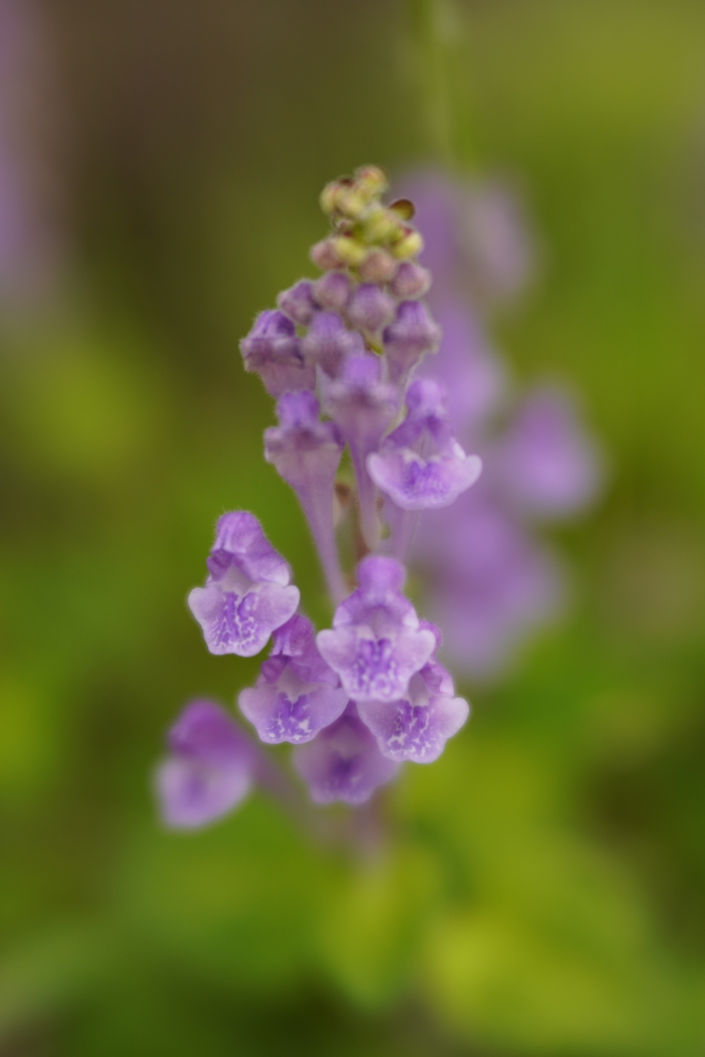 Lensbaby ソフトレンズ Velvet 56 56mm
