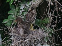 サギのコロニ-の様子