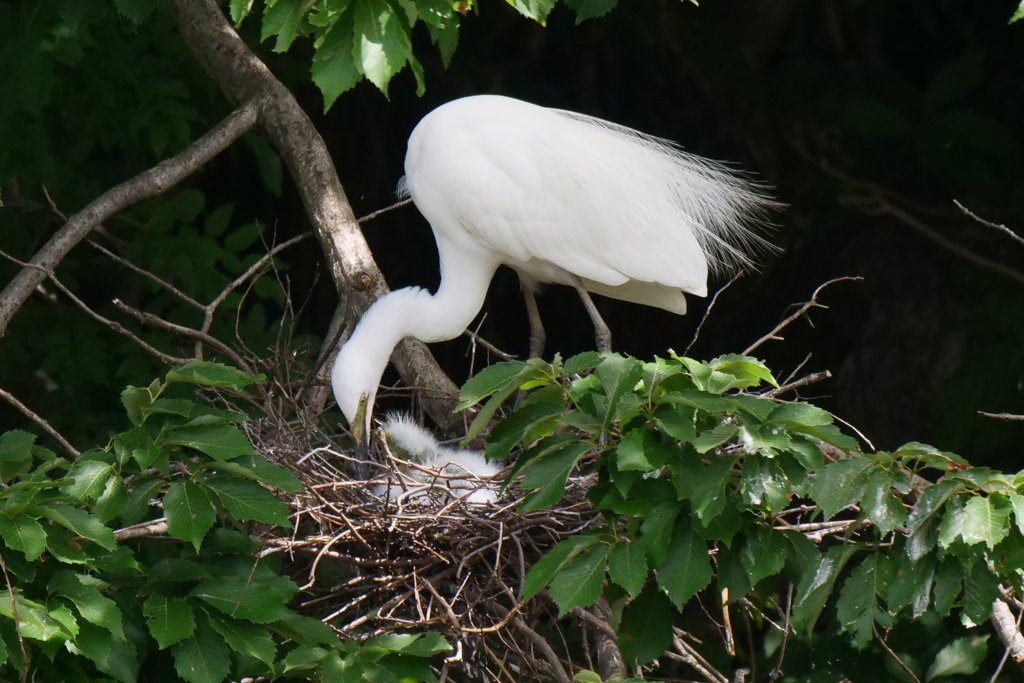 サギのコロニ-の様子