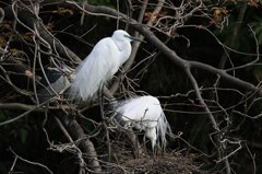 サギのコロニ-の様子