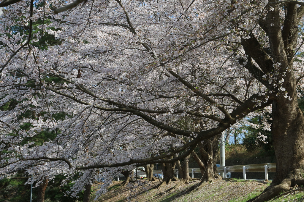 家の近くの桜