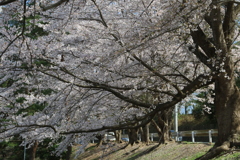 家の近くの桜