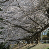 家の近くの桜