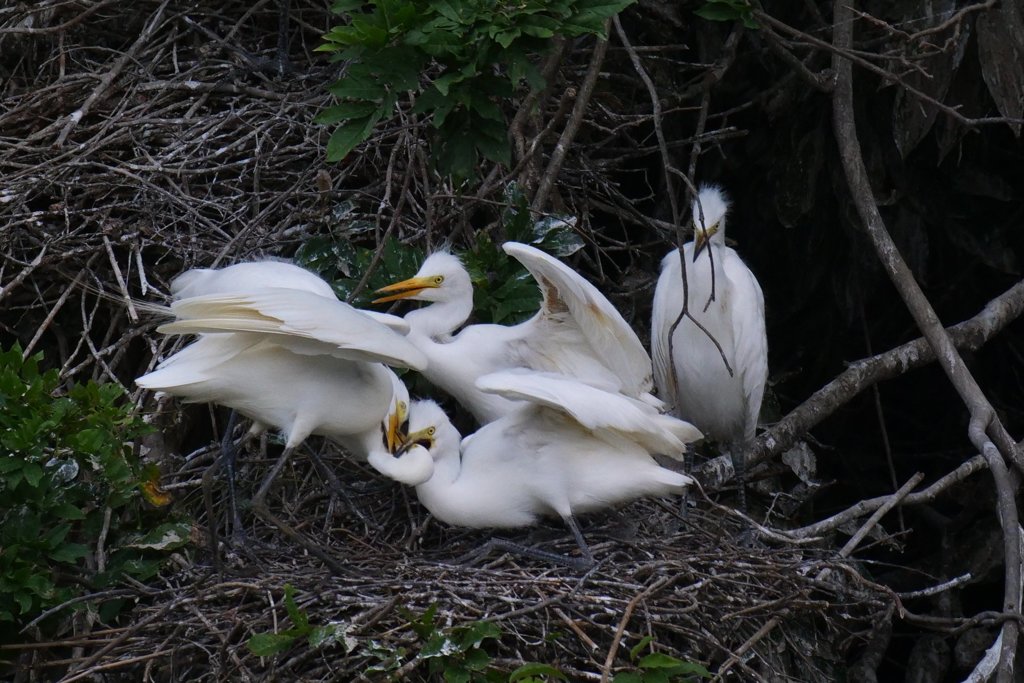 サギのコロニ-の様子