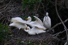 サギのコロニ-の様子