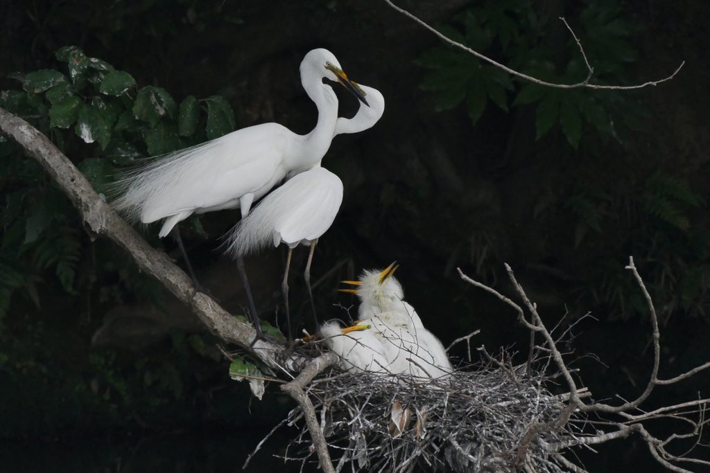 サギのコロニ-の様子