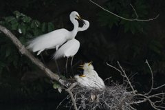 サギのコロニ-の様子