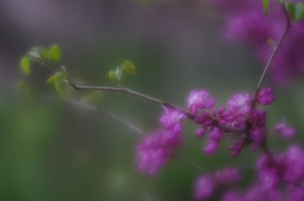 Lensbaby Velvet 56