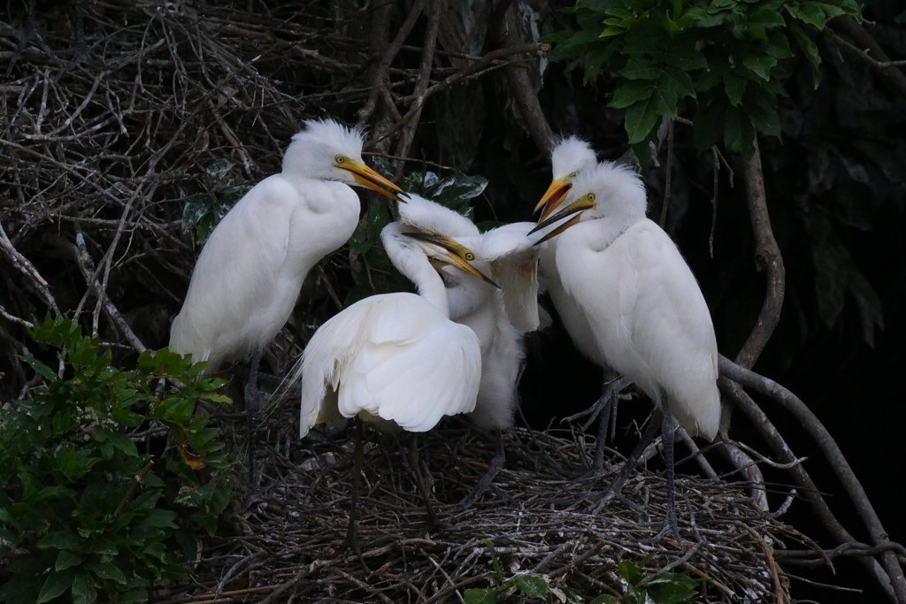サギのコロニ-の様子