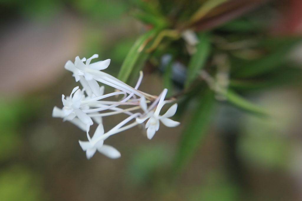 LENSBABY   EOSフルサイズ試写
