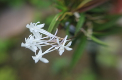 LENSBABY   EOSフルサイズ試写