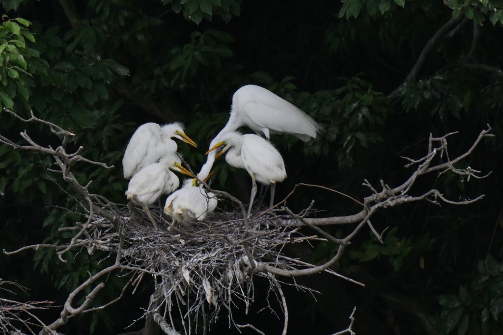 サギのコロニ-の様子