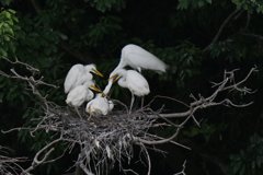 サギのコロニ-の様子