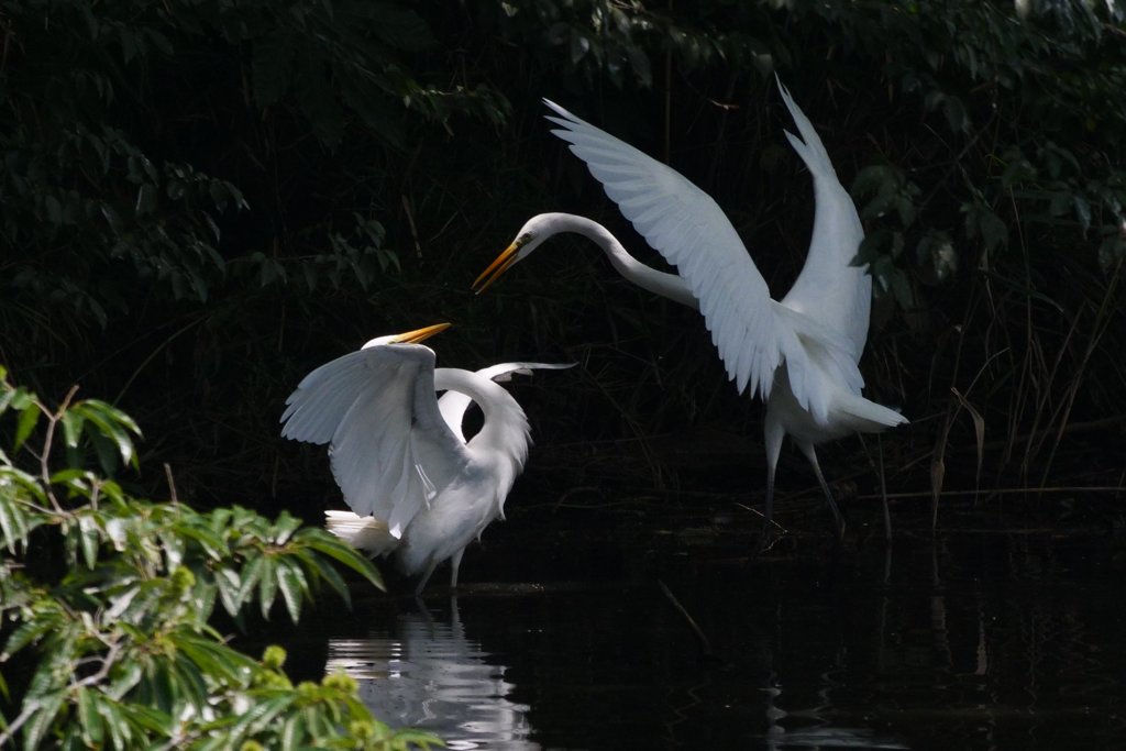 サギのコロニ-の様子