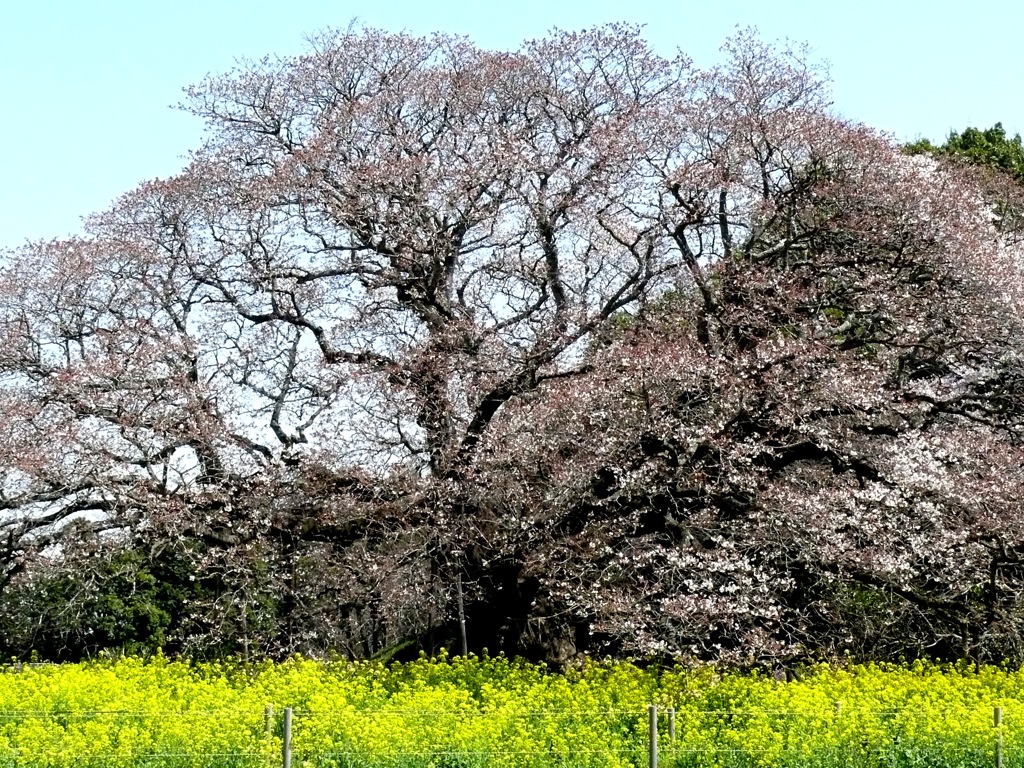 吉高の桜