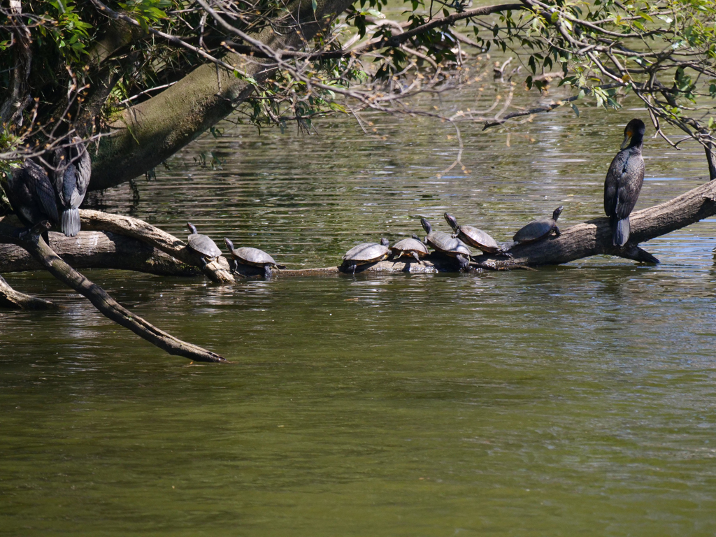 サギのコロニ-の様子